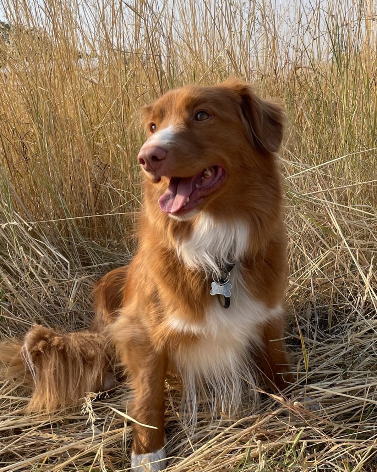 Presto sitting in tall grass