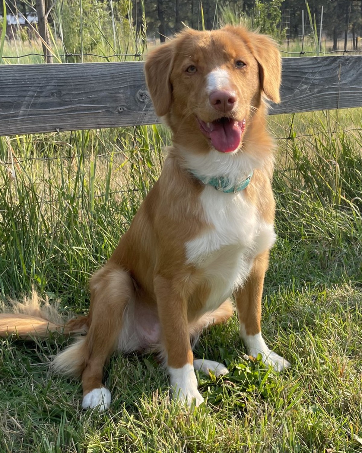 Star sitting outside in the grass