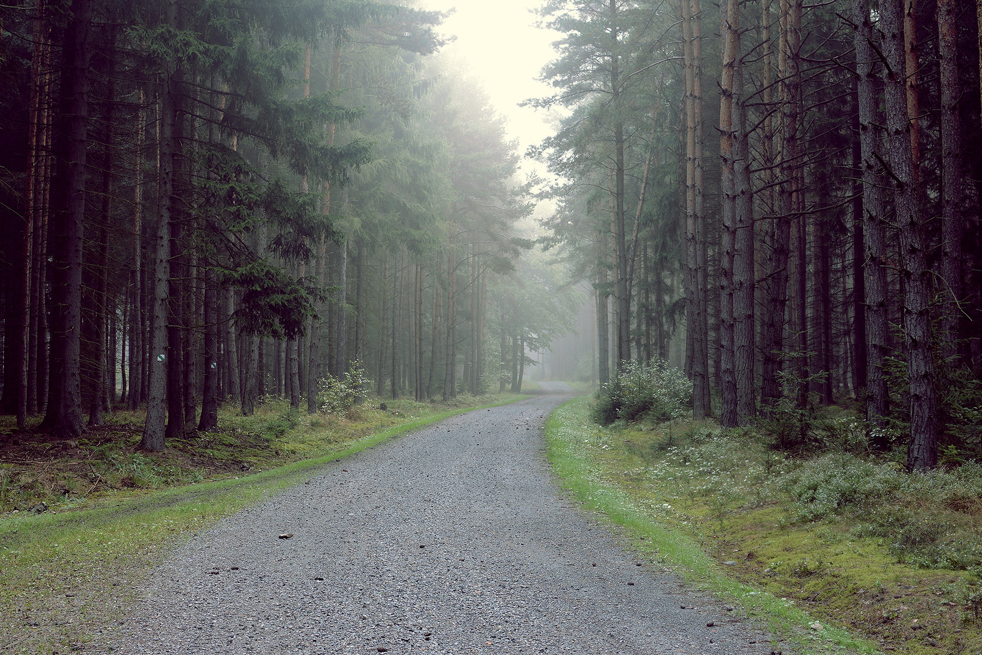 A quiet forest road in tall evergreens
