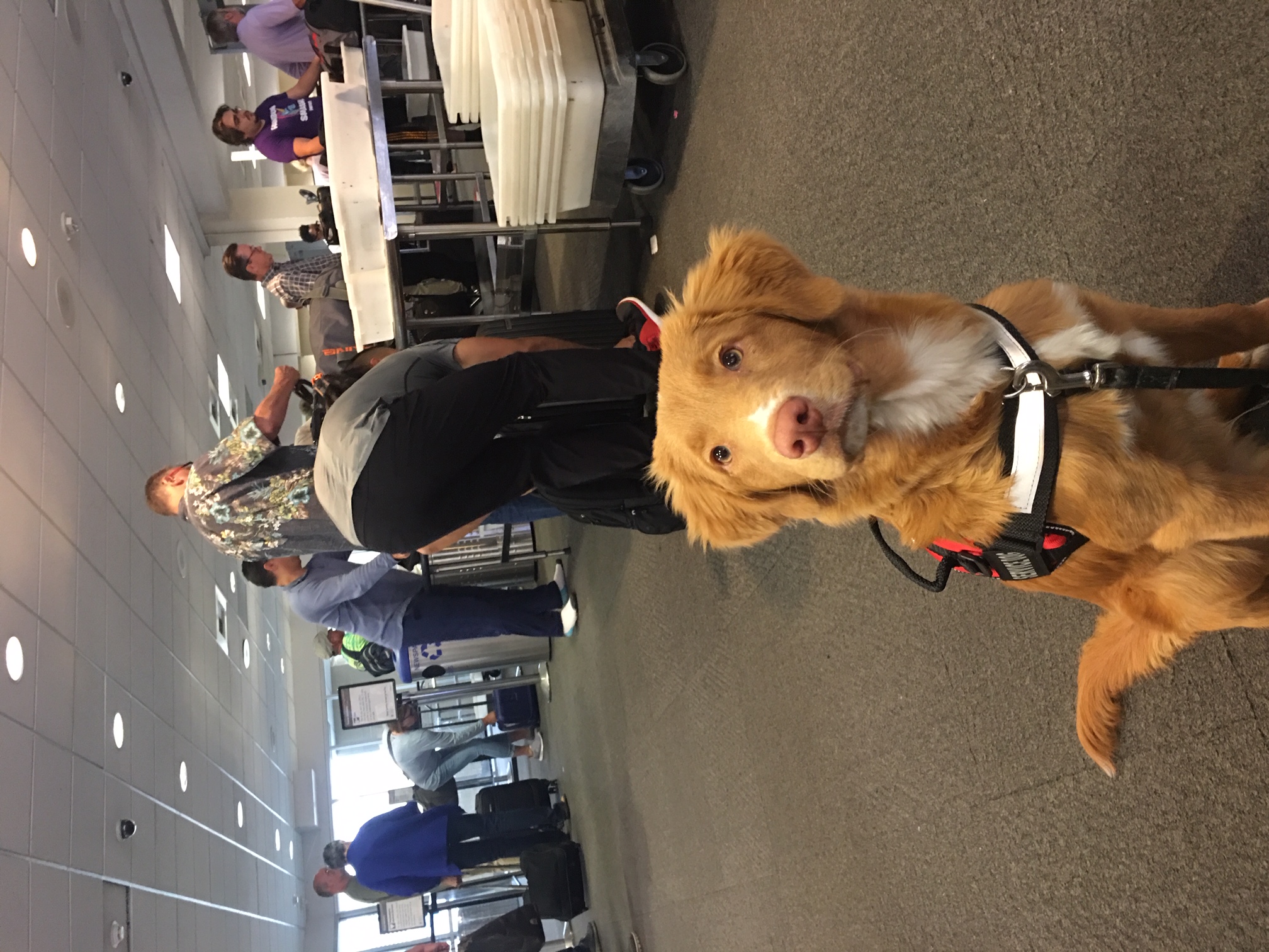 Toller in an indoor event space