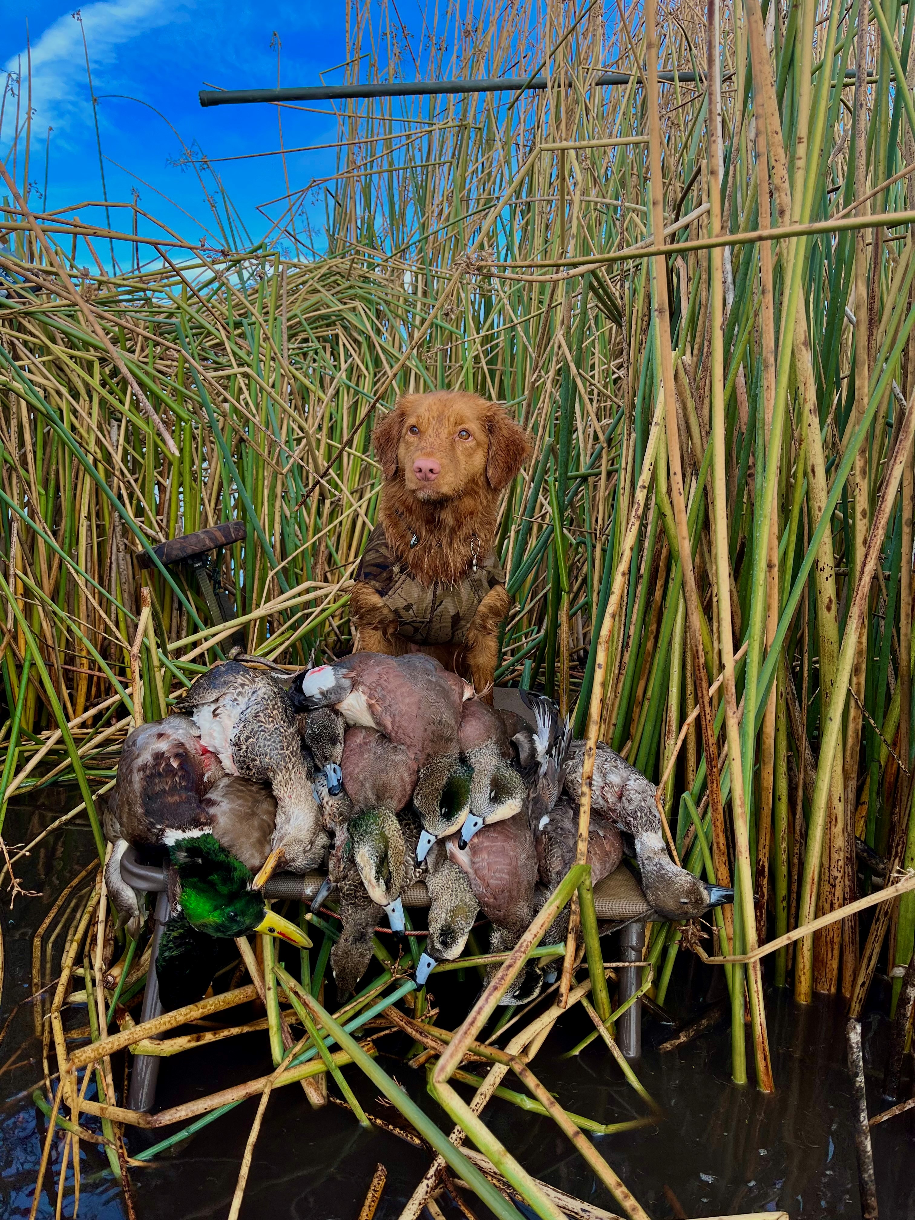 Toller sitting in cattails with birds