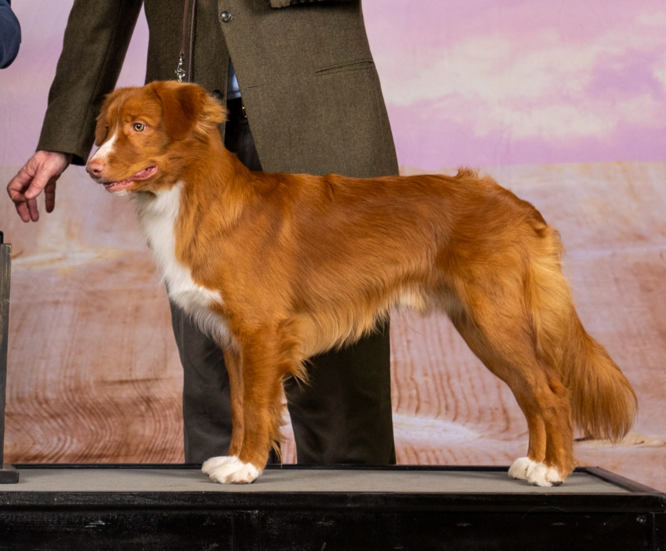 Toller show portrait
