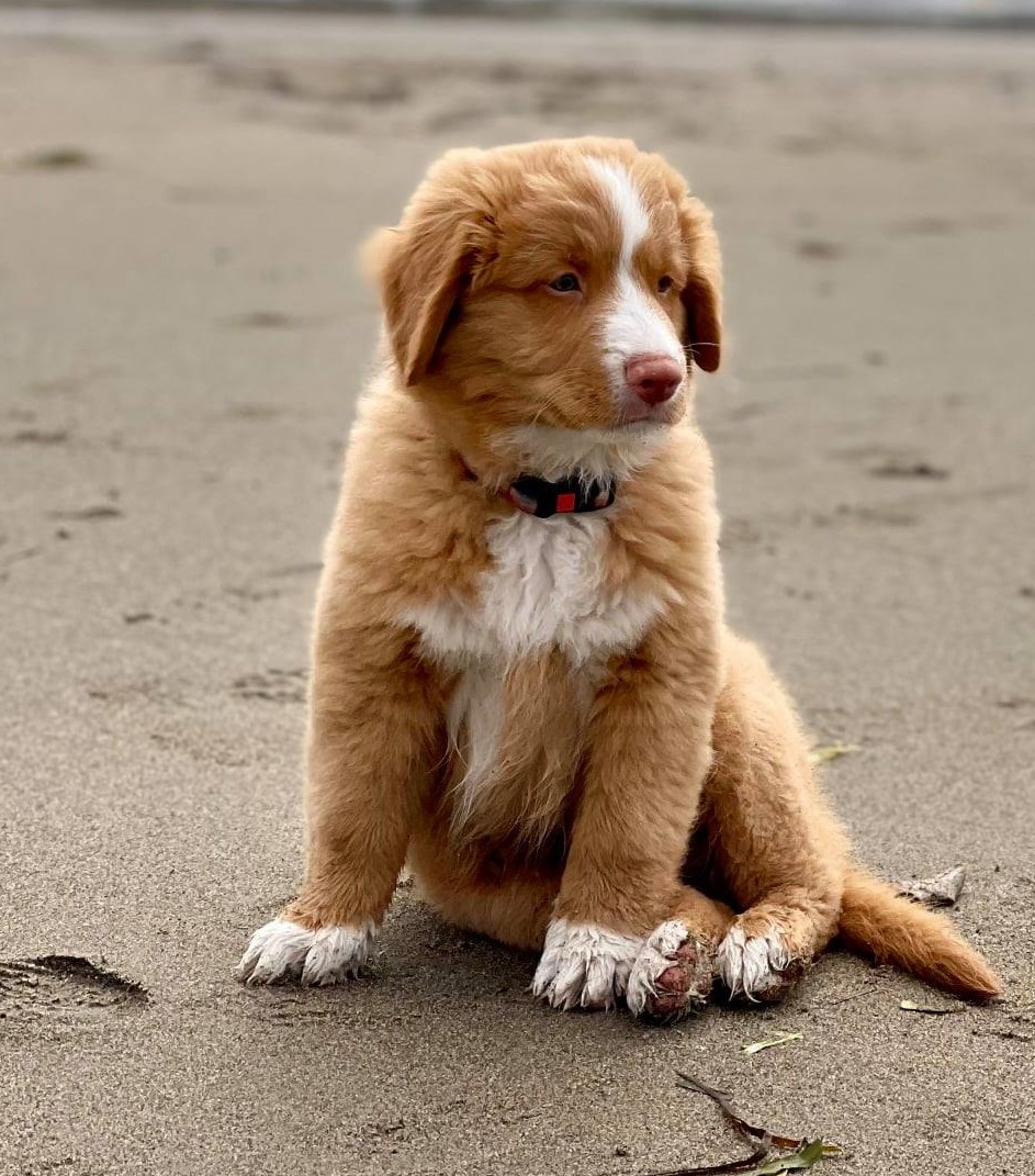 Toller puppy sitting on a beach