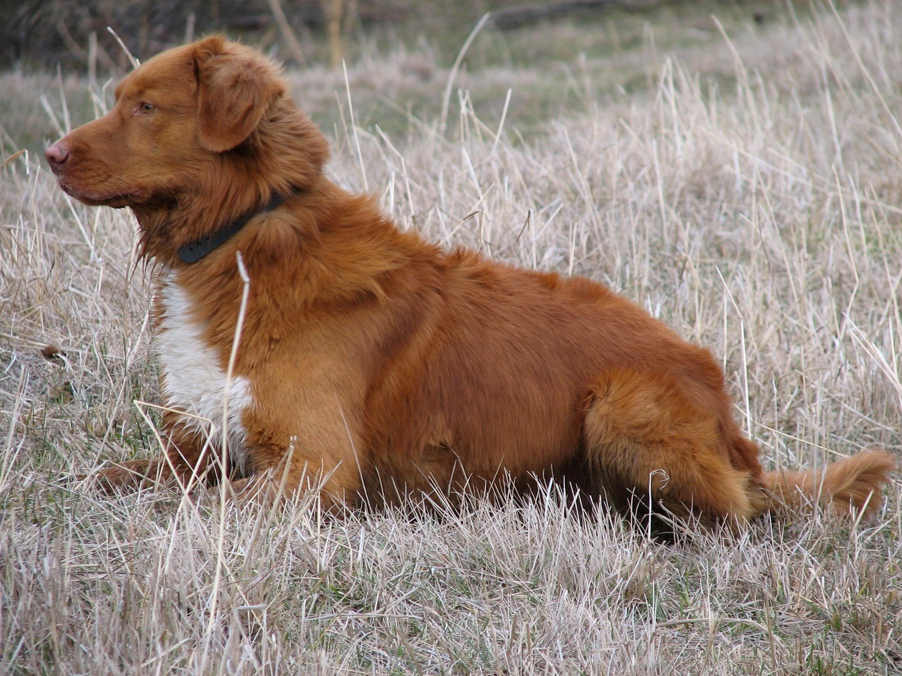 Forest Cove Tollers gallery photo 11