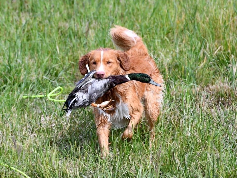 Forest Cove Tollers gallery photo 13
