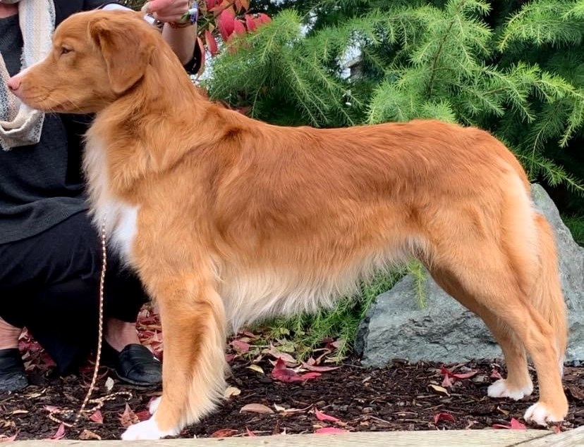 Forest Cove Tollers gallery photo 14