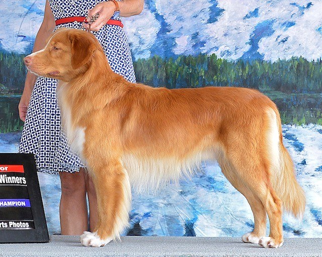 Forest Cove Tollers gallery photo 15