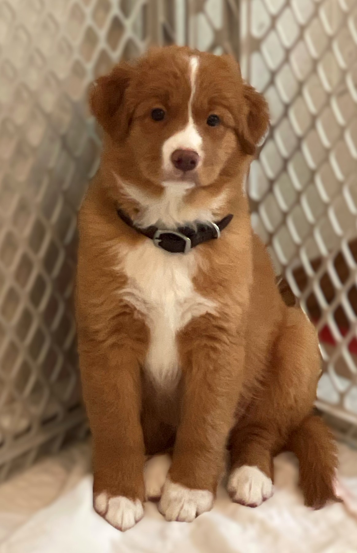 Forest Cove Tollers gallery photo 16