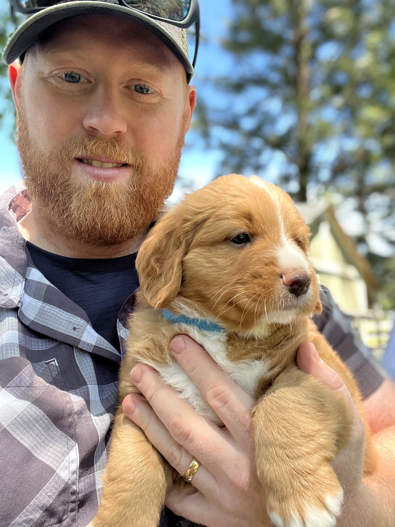 Forest Cove Tollers gallery photo 19