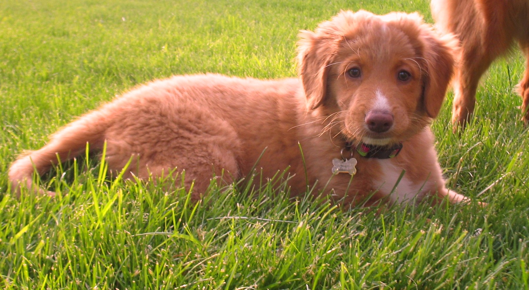 Forest Cove Tollers gallery photo 20