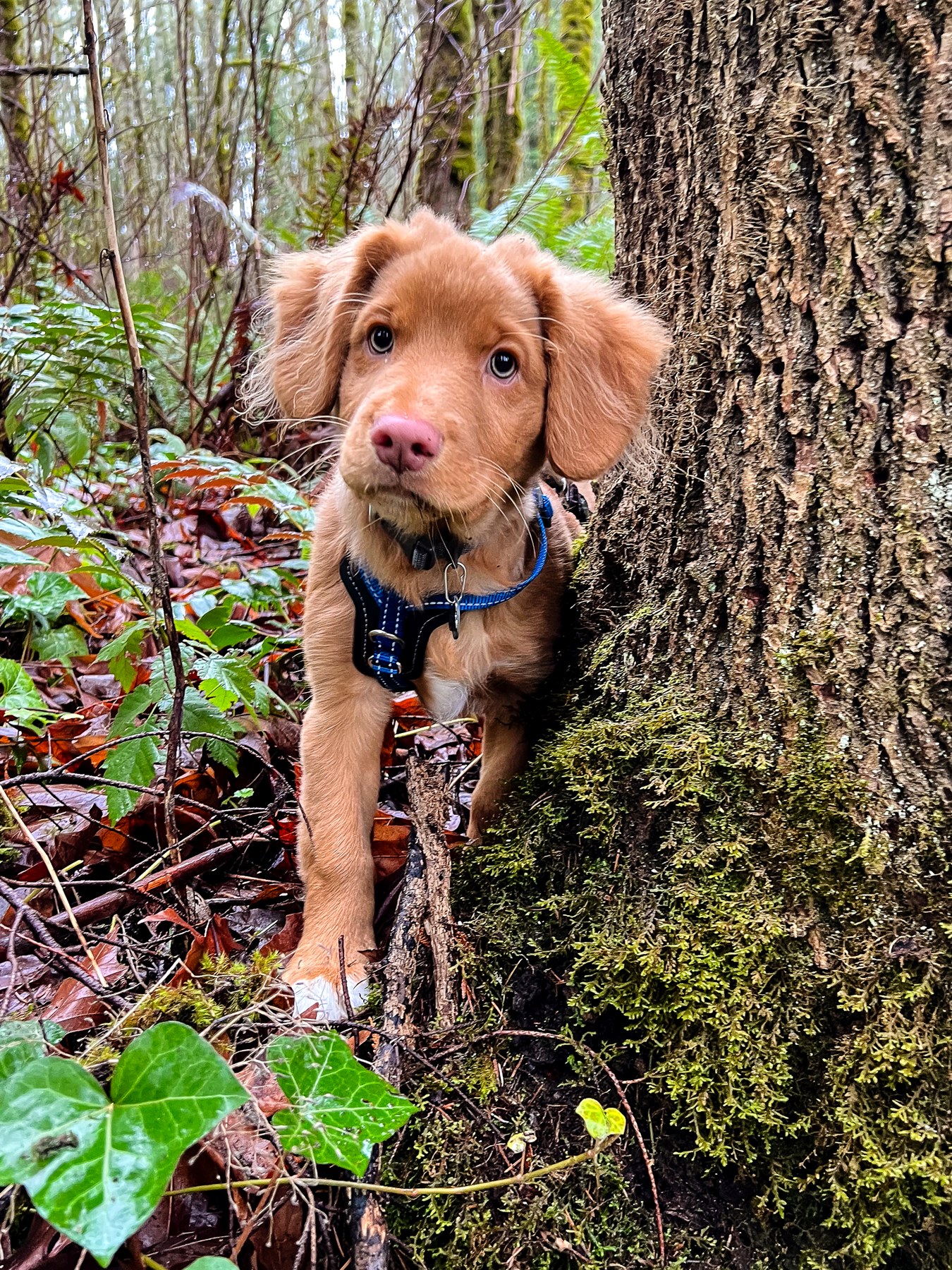 Forest Cove Tollers gallery photo 22