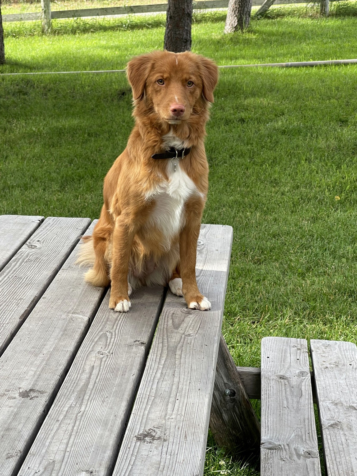 Forest Cove Tollers gallery photo 24