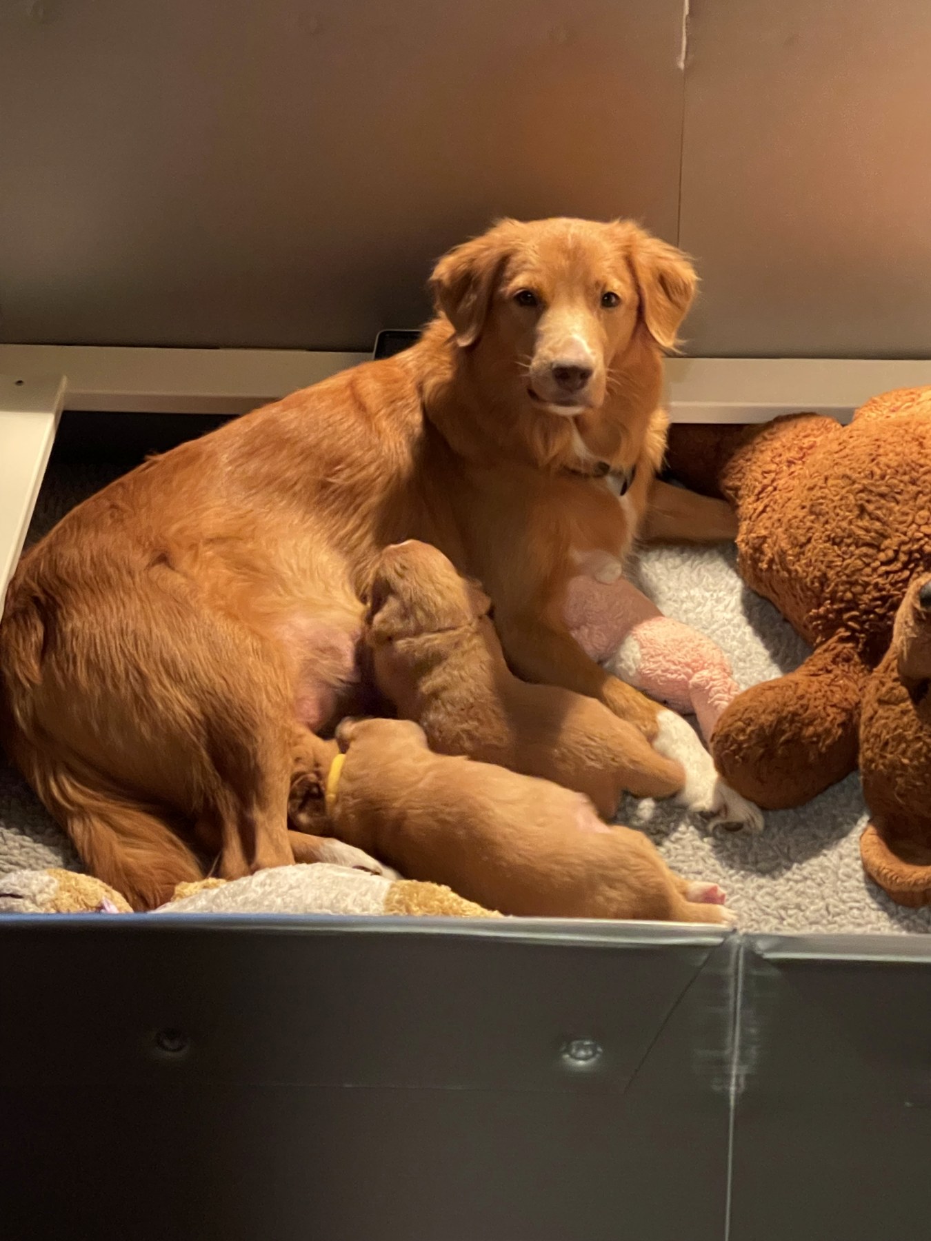 Forest Cove Tollers gallery photo 25