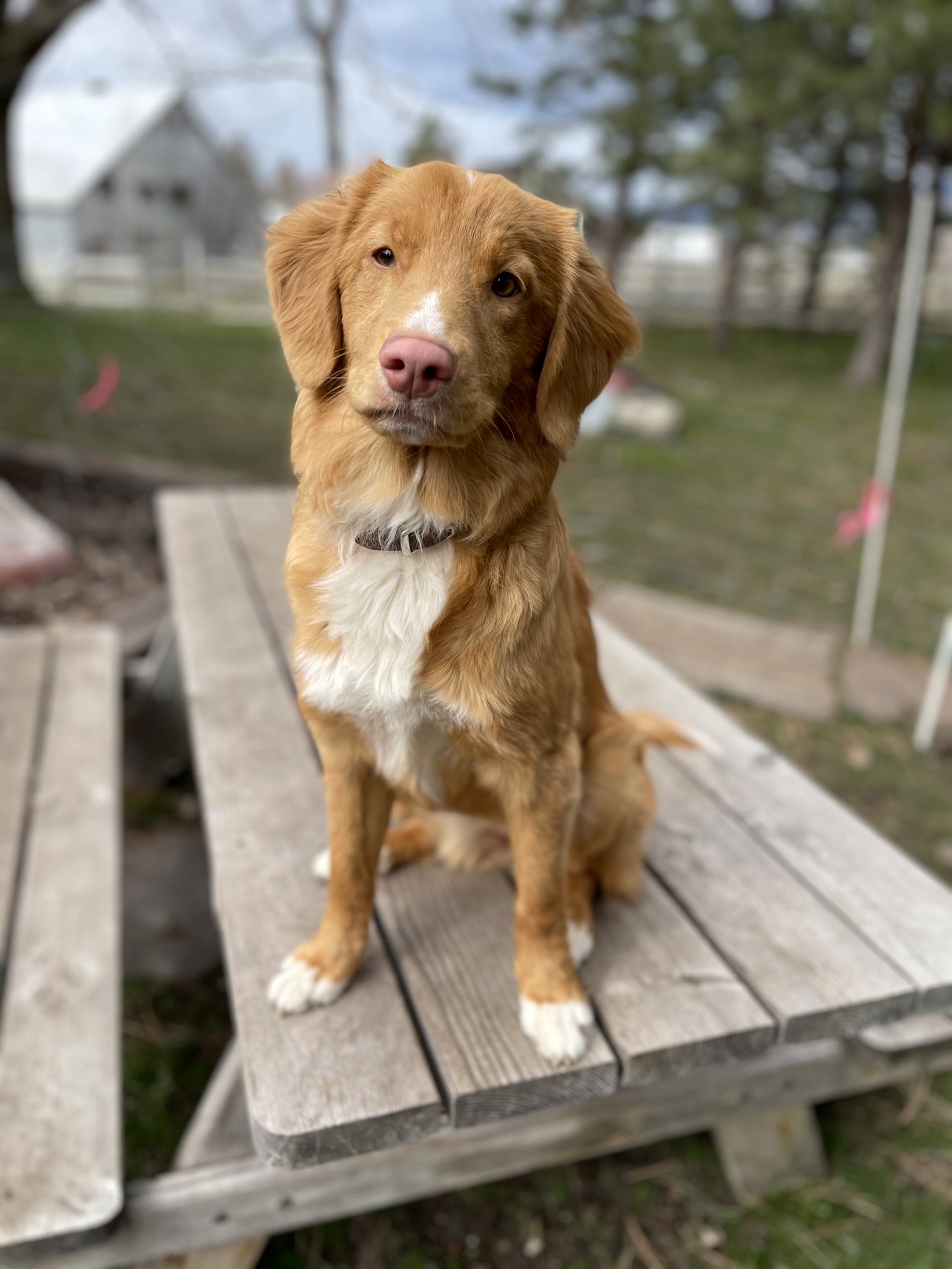Forest Cove Tollers gallery photo 26