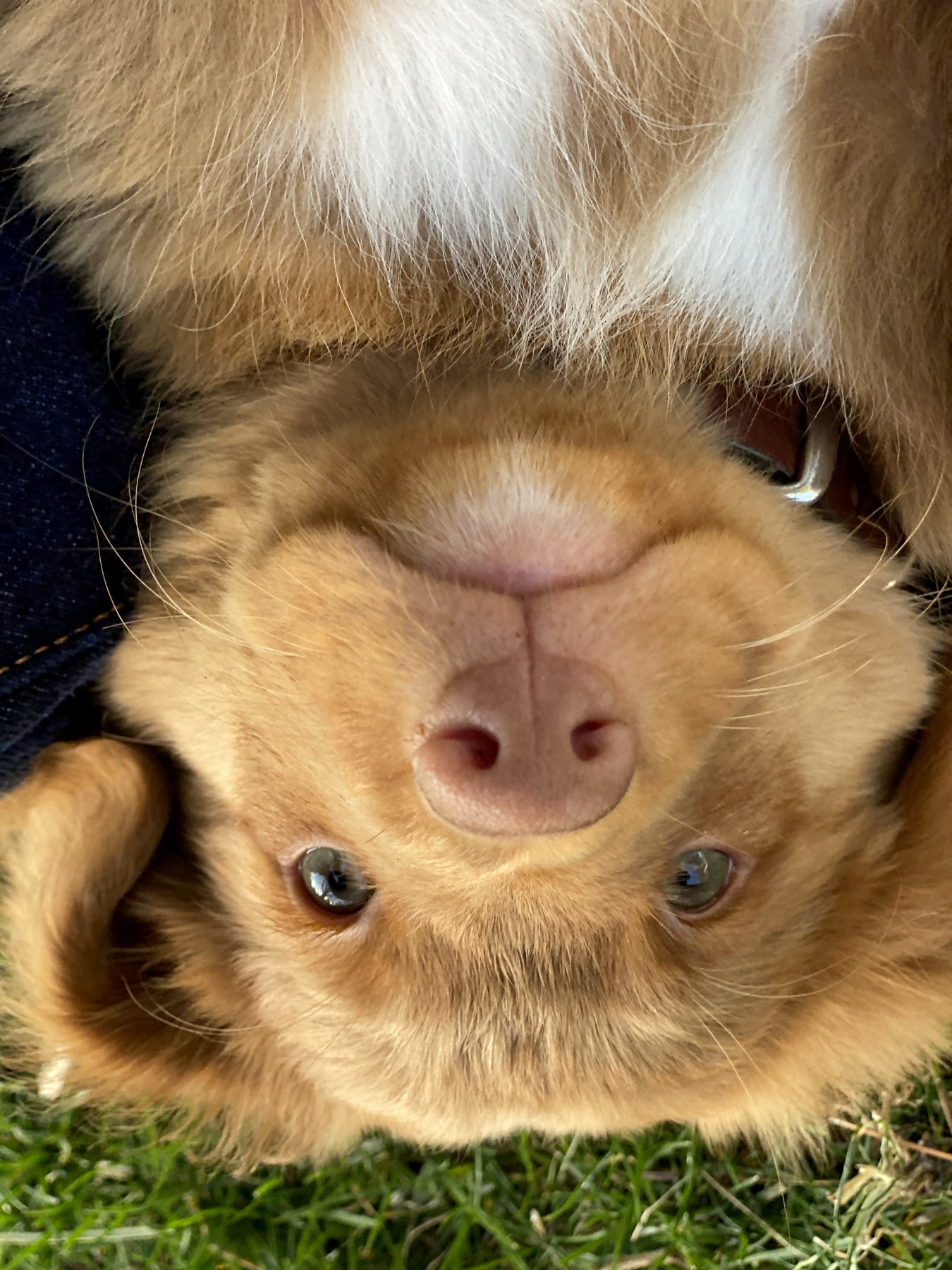 Forest Cove Tollers gallery photo 27