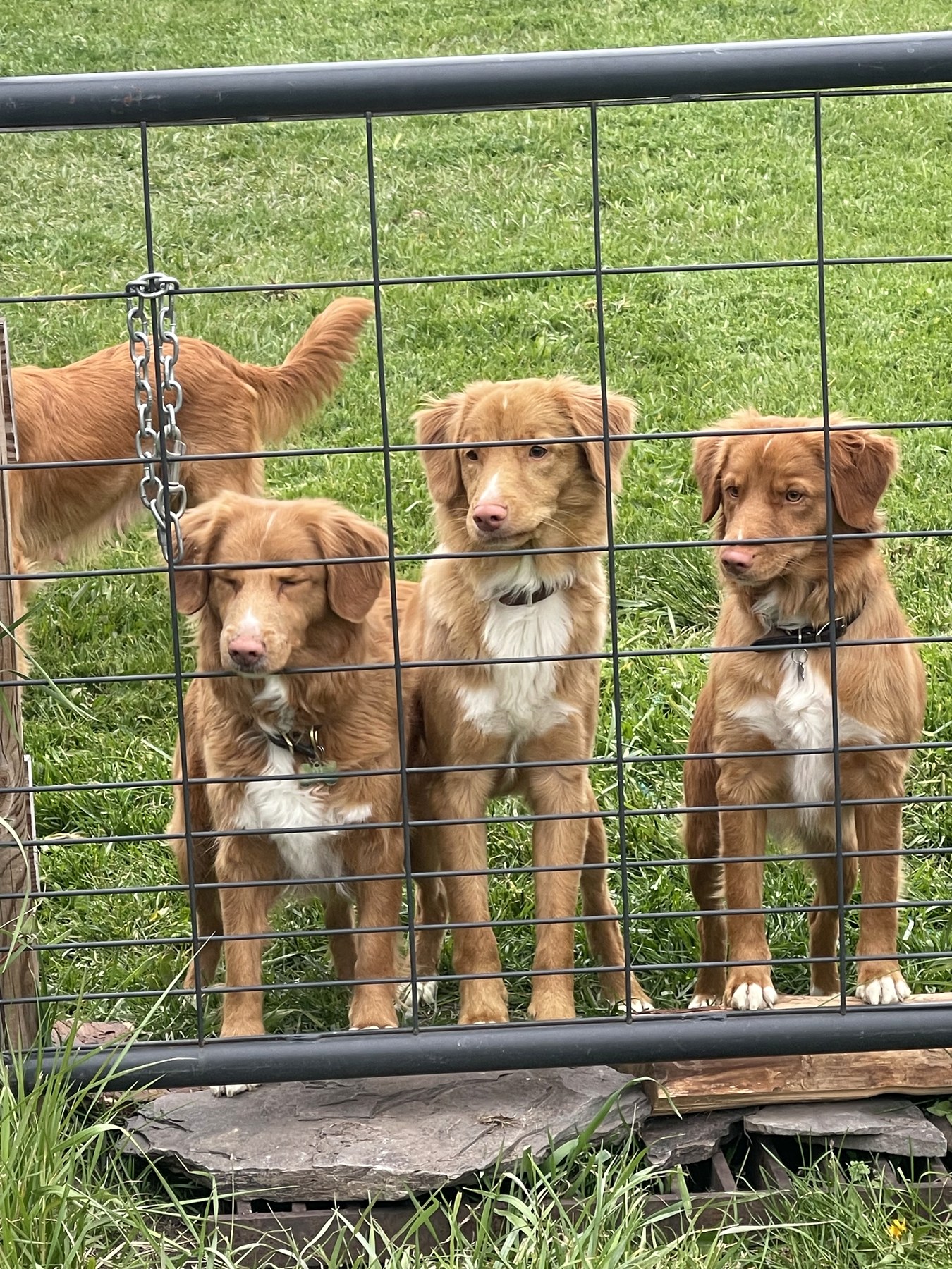 Forest Cove Tollers gallery photo 28