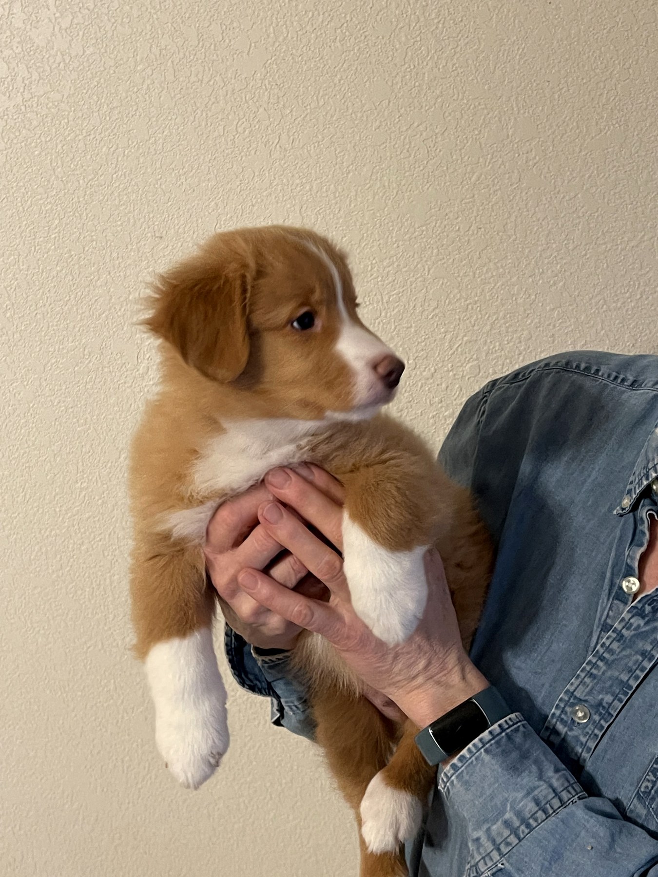 Forest Cove Tollers gallery photo 29
