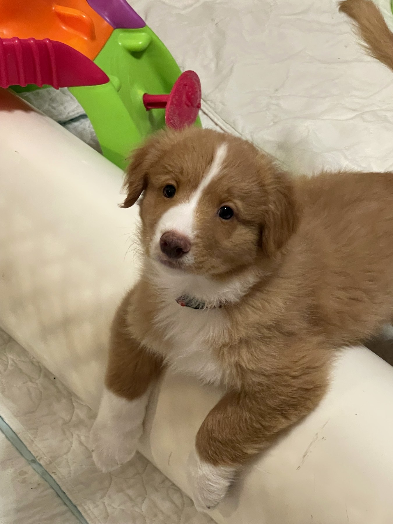 Forest Cove Tollers gallery photo 30