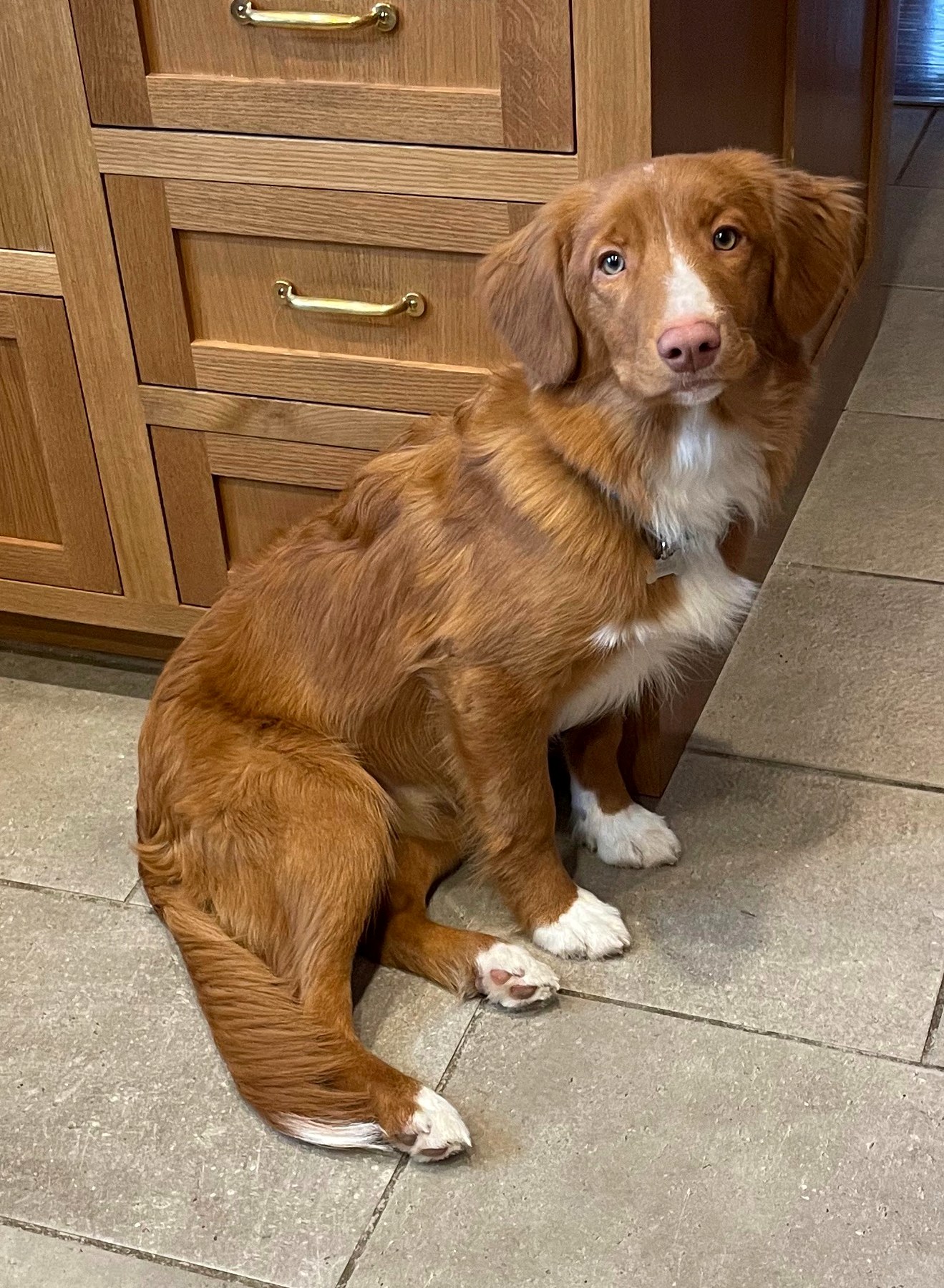 Forest Cove Tollers gallery photo 31