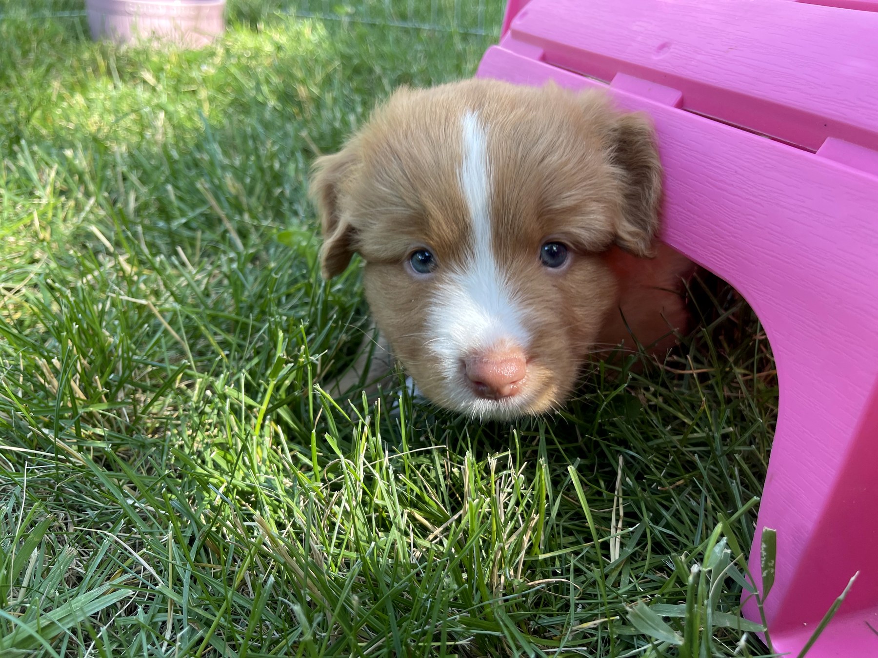 Forest Cove Tollers gallery photo 33