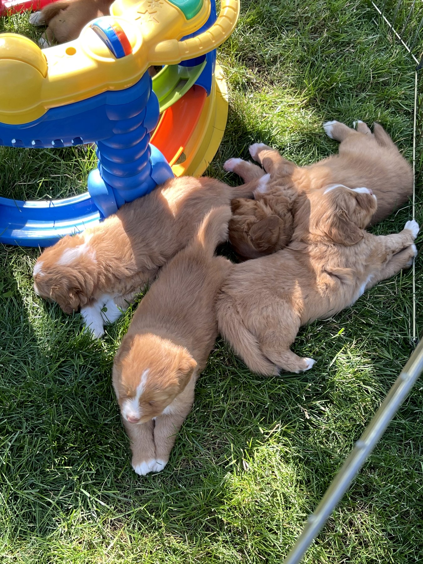 Forest Cove Tollers gallery photo 34