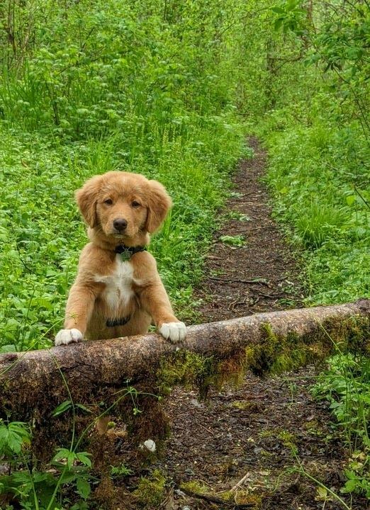 Forest Cove Tollers gallery photo 37